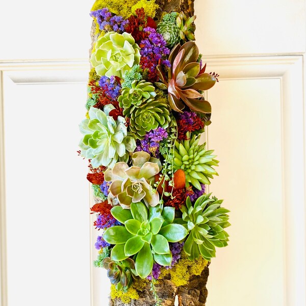 Vertical Wall decoration with assorted succulents on the cork board, Size approx 8 x 25 inch, live succulents and moss wall art