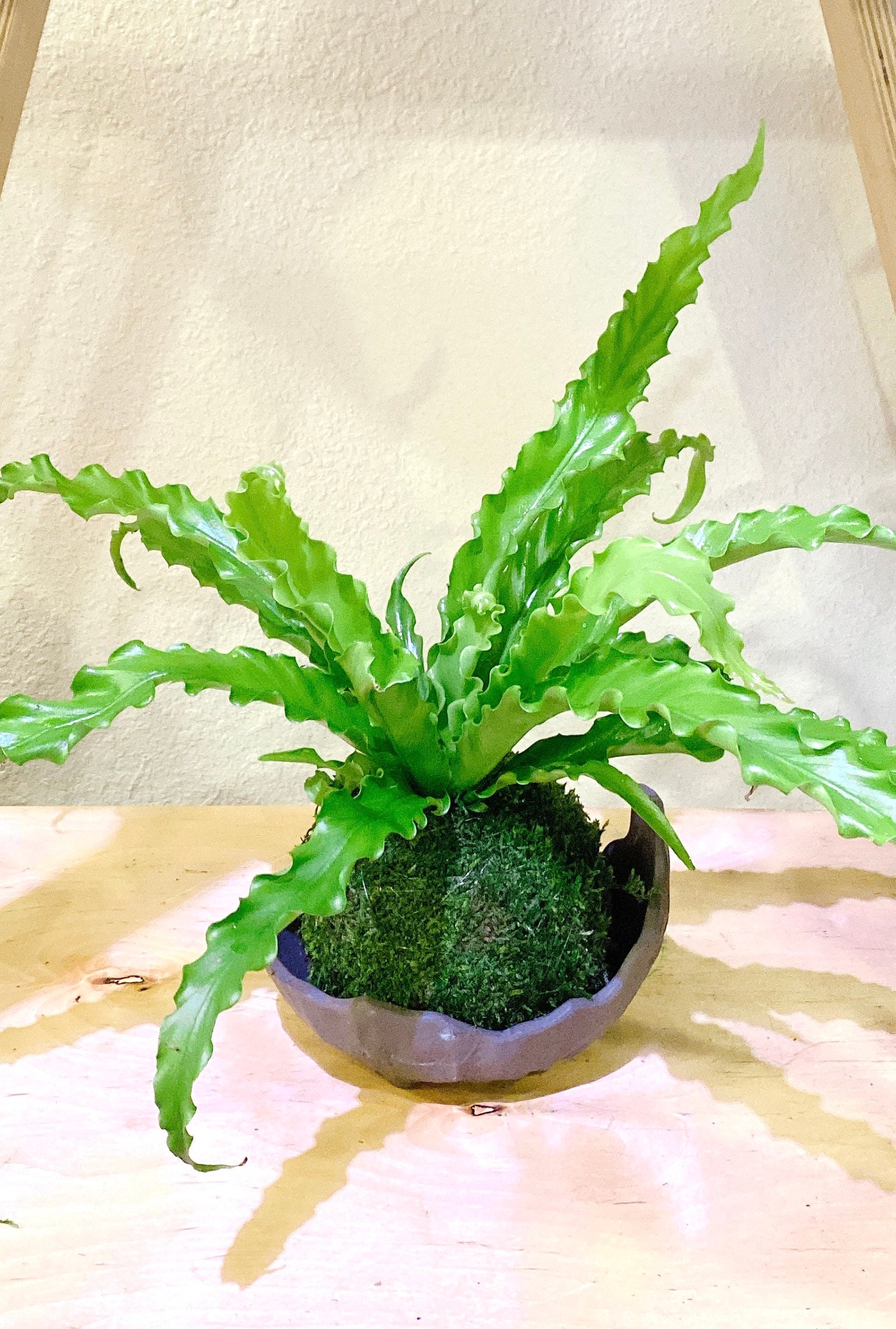 Bird Nest Fern Kokedama Moss Ball Beautiful Live Green Etsy
