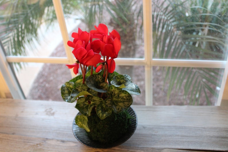 Kokedama Pink Great gift idea for Mother/'s day! Moss ball with beautiful mini orchid