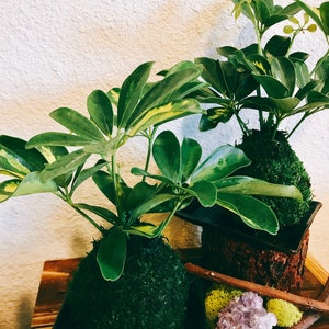 Puede incluir: Dos plantas verdes con hojas grandes y vibrantes se encuentran en macetas cuadradas oscuras. Las plantas est&aacute;n rodeadas de musgo y un grupo de cristales morados. Se colocan palos de madera cerca de las plantas, creando una est&eacute;tica natural y terrosa.