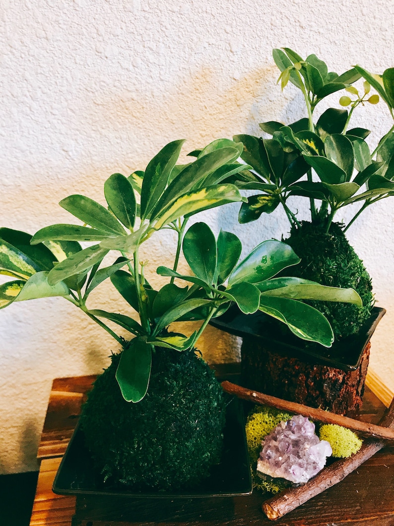 Puede incluir: Dos plantas verdes con hojas grandes y vibrantes se encuentran en macetas cuadradas oscuras. Las plantas est&aacute;n rodeadas de musgo y un grupo de cristales morados. Se colocan palos de madera cerca de las plantas, creando una est&eacute;tica natural y terrosa.