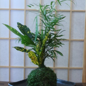 Parlor Palm and Croton arranged Kokedama Moss ball, Living Japanese art, spin off of Bonsai image 7