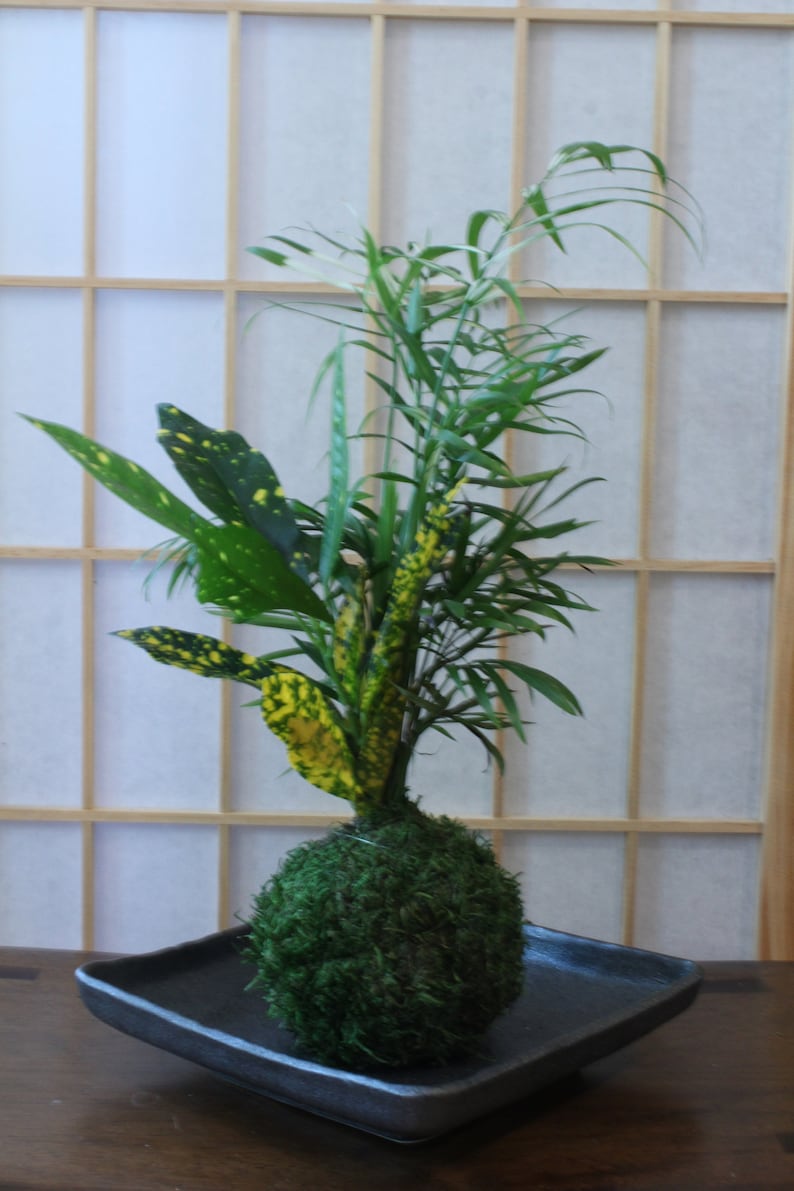 Parlor Palm and Croton arranged Kokedama Moss ball, Living Japanese art, spin off of Bonsai image 7