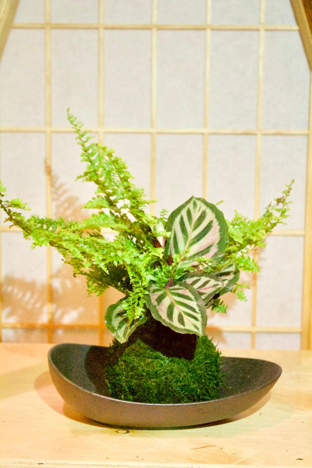 Fresh Flat Carpet Moss (Small Box) - Ideal for Terrariums and Live Plant Display