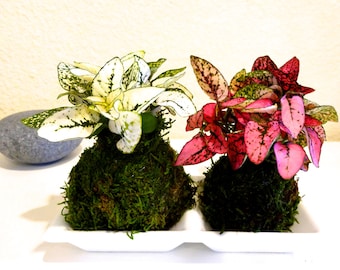 Polka dot - Hypoestes pair of pink and white Kokedamas - Mini Moss ball 2 x 2 x 4 inch tall each.