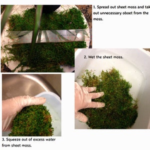 Kokedama DIY Kit will mix soils for your desired plants image 4