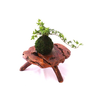 May include: A green moss ball with a small ivy plant growing out of it, sitting on a rustic wooden stand with three legs.