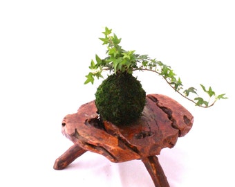 Mini Ivy Kokedama - Japanese botanical art, moss-ball with live ivy plant.