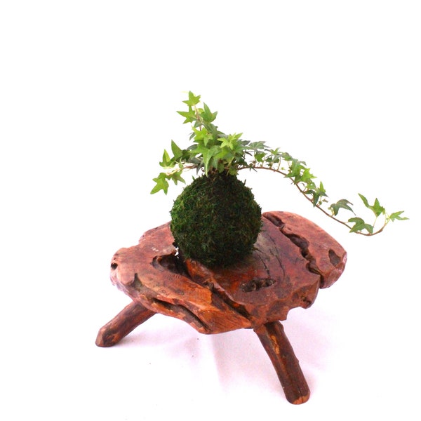 Mini Ivy Kokedama - Japanese botanical art, moss-ball with live ivy plant.