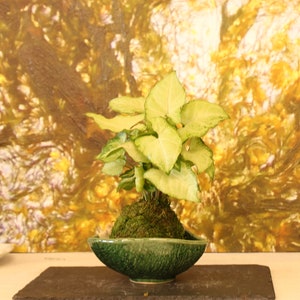 White Butterflly Nephthytis Syngonium Podophyllum White Green color Kokedama - Bonsai Ball - house plant