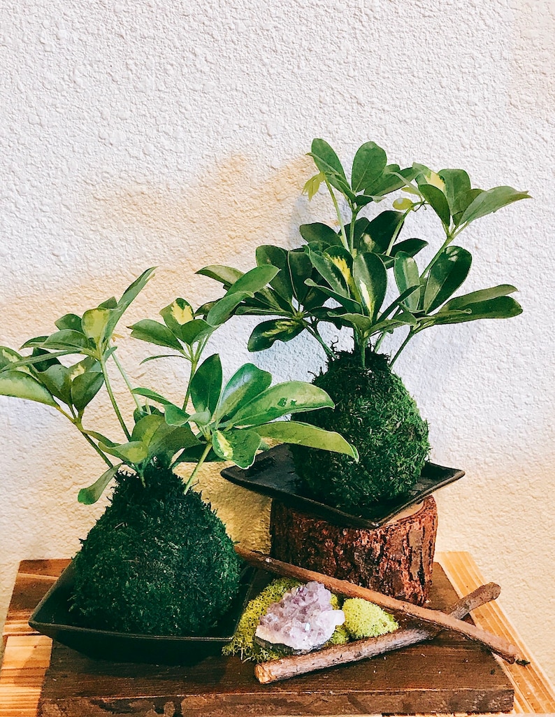 Puede incluir: Dos plantas de kokedama verdes con exuberante follaje en platos cuadrados negros. Una est&aacute; sobre una base de madera, la otra sobre una mesa de madera. Cristales de amatista y musgo se disponen con ramitas.