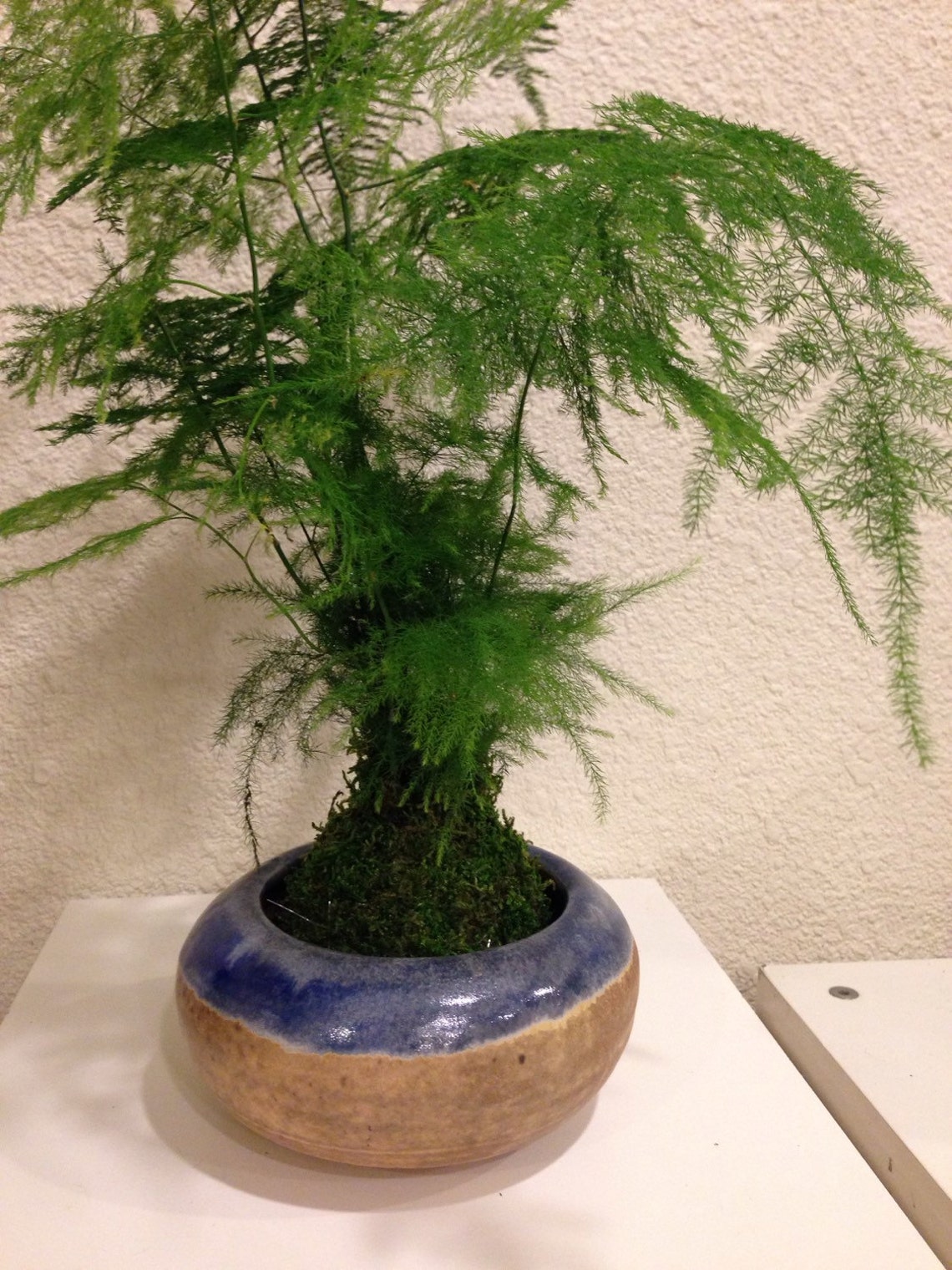 Medium Size Asparagus Fern Kokedama Bonsai Moss Ball Etsy