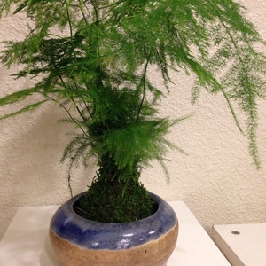 Asparagus Bonsai - Etsy