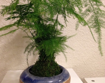 Medium Size Asparagus fern Kokedama - Bonsai Moss ball, Attractive herbaceous, lace-like foliage perennial plant.