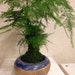 see more listings in the Kokedama Live Plant section
