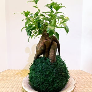 Large Ginseng Ficus, Banyan Kokedama - Seat of the soul tree, good feng shui plant.