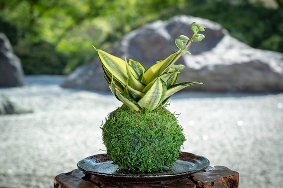 Snake Plant 'gold Hahnii' (sansevieria) Kokedama - Best Houseplant to  Improve Indoor Air Quality. Drought Tolerant Plant! - Etsy