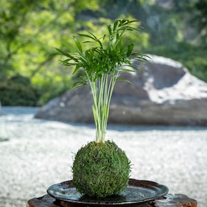 May include: A green moss ball with a small palm tree growing from the top, sitting on a black plate. The moss ball is on a wooden surface with a blurred background of rocks and greenery.