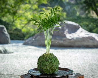 Mini Parlor Palm Kokedama - Moss ball, Japanese Living Art, a spin off of Bonsai, Japanese botanical technique.