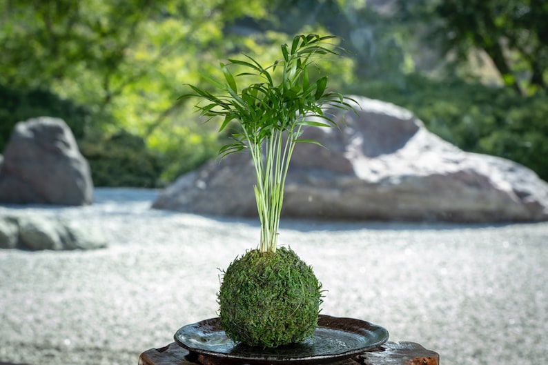 Kodama Parlor Palm Kokedama
