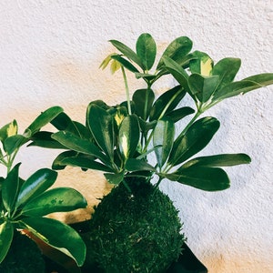 Puede incluir: Una planta Kokedama con hojas verdes vibrantes y una base de bola cubierta de musgo. La planta se encuentra en un plato cuadrado negro, con una pared blanca texturizada en el fondo. Las hojas tienen variegaci&oacute;n amarilla y verde.