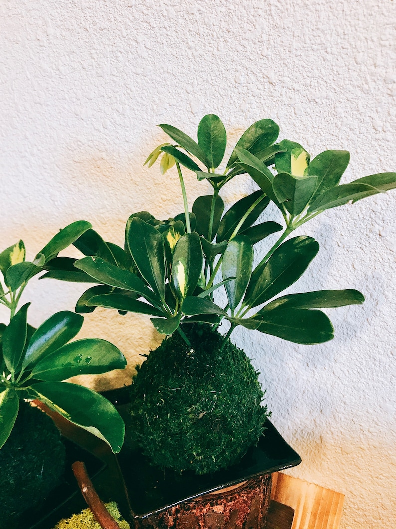Puede incluir: Una planta Kokedama con hojas verdes vibrantes y una base de bola cubierta de musgo. La planta se encuentra en un plato cuadrado negro, con una pared blanca texturizada en el fondo. Las hojas tienen variegaci&oacute;n amarilla y verde.