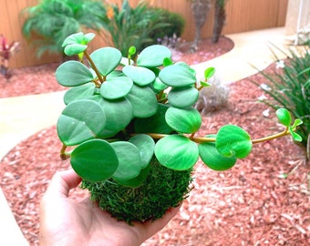 Kokedama Peperomia Hope - Arte viviente japonés - Bola de musgo