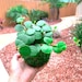 see more listings in the Kokedama Live Plant section