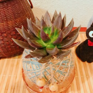 Echeveria Black knight Succulent Kokedama Moss ball image 2