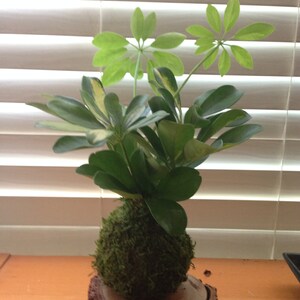 Puede incluir: Un kokedama, planta decorativa con hojas verdes y una base en forma de bola cubierta de musgo, colocada sobre una rodaja de madera. Las hojas son de un verde brillante con algunos matices amarillos. Ideal para la decoraci&oacute;n interior.