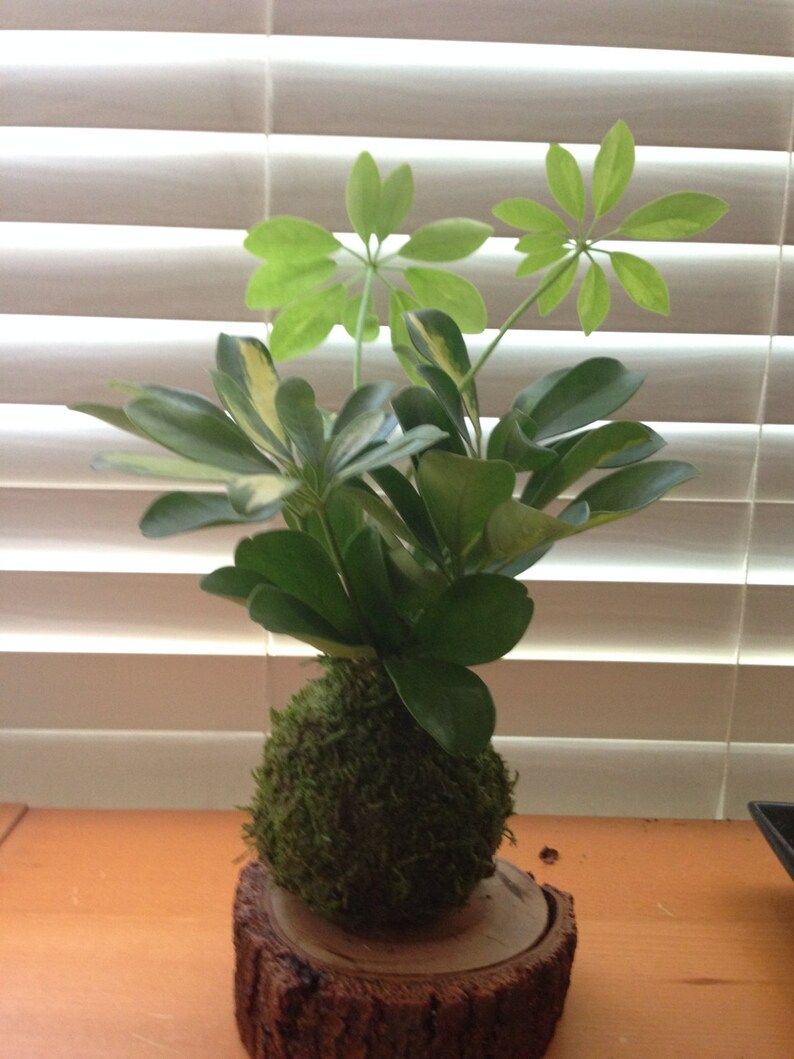 Puede incluir: Un kokedama, planta decorativa con hojas verdes y una base en forma de bola cubierta de musgo, colocada sobre una rodaja de madera. Las hojas son de un verde brillante con algunos matices amarillos. Ideal para la decoraci&oacute;n interior.