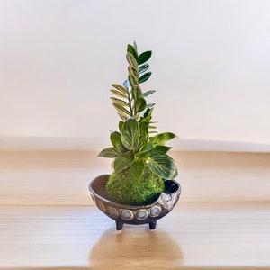 Zee Zee plant & Birkin philodendron arranged Kokedama. Beautiful combination last long and easy care.