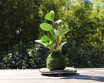 Peperomia variegated Kokedama, Japanese traditional indoor moss ball garden