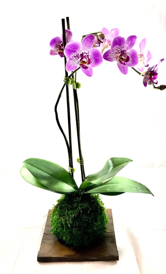 Kokedama Pink Great gift idea for Mother/'s day! Moss ball with beautiful mini orchid