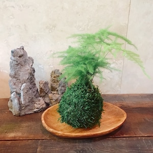 Pu&ograve; includere: Una pianta verde con foglie piumate &egrave; posta su una palla di muschio, esposta su un piatto di legno. La pianta &egrave; di un verde vibrante, in contrasto con i toni naturali del legno. Rocce decorative sullo sfondo, creando un'estetica naturale.