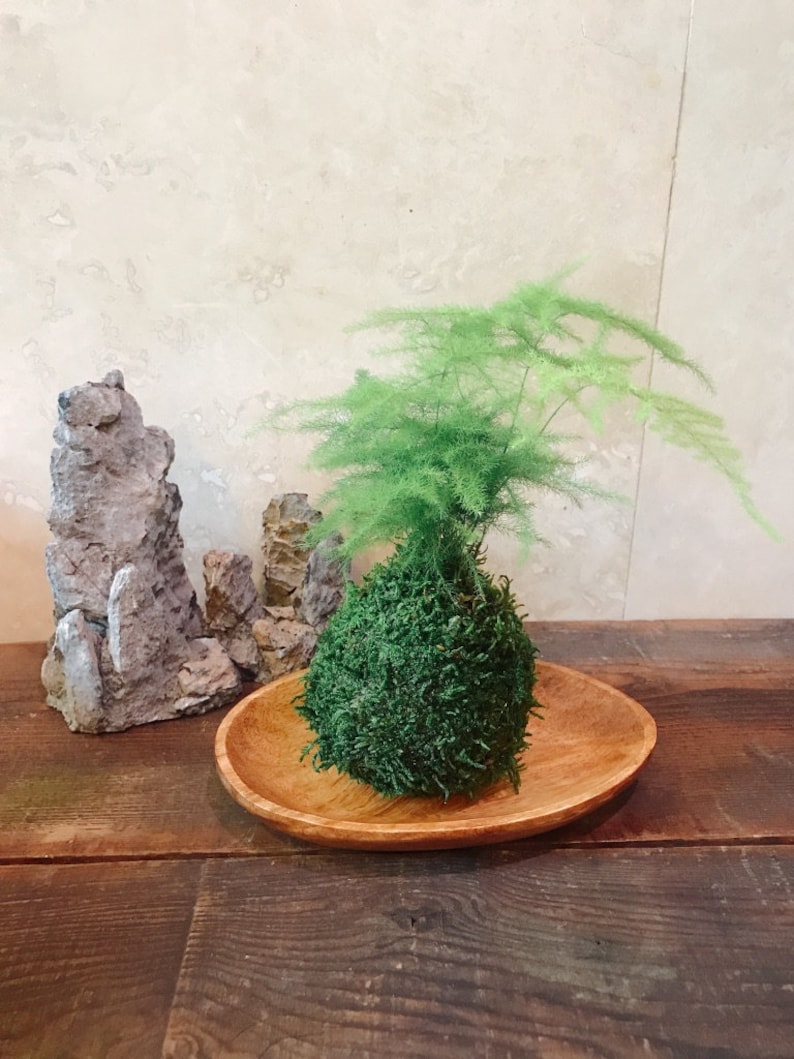 Pu&ograve; includere: Una pianta verde con foglie piumate &egrave; posta su una palla di muschio, esposta su un piatto di legno. La pianta &egrave; di un verde vibrante, in contrasto con i toni naturali del legno. Rocce decorative sullo sfondo, creando un'estetica naturale.