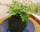 Mahogany Fern Kokedama - Moss ball, beautiful live green!