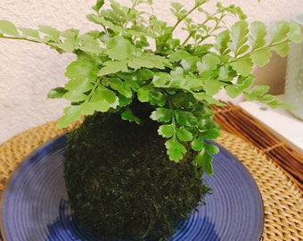 Austral Gem Fern, Kokedama for EcoQube - Moss ball, beautiful live green!