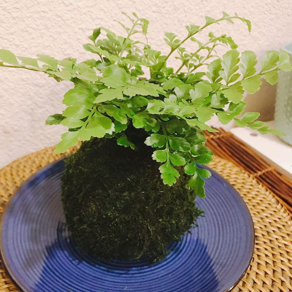 Austral Gem Fern, Kokedama for EcoQube - Moss ball, beautiful live green!