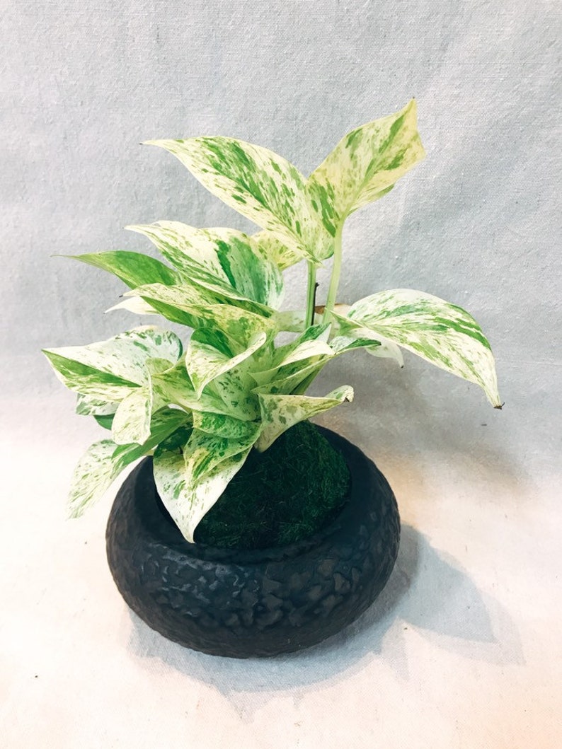 KodamaForest Marble Queen Pothos Kokedama
