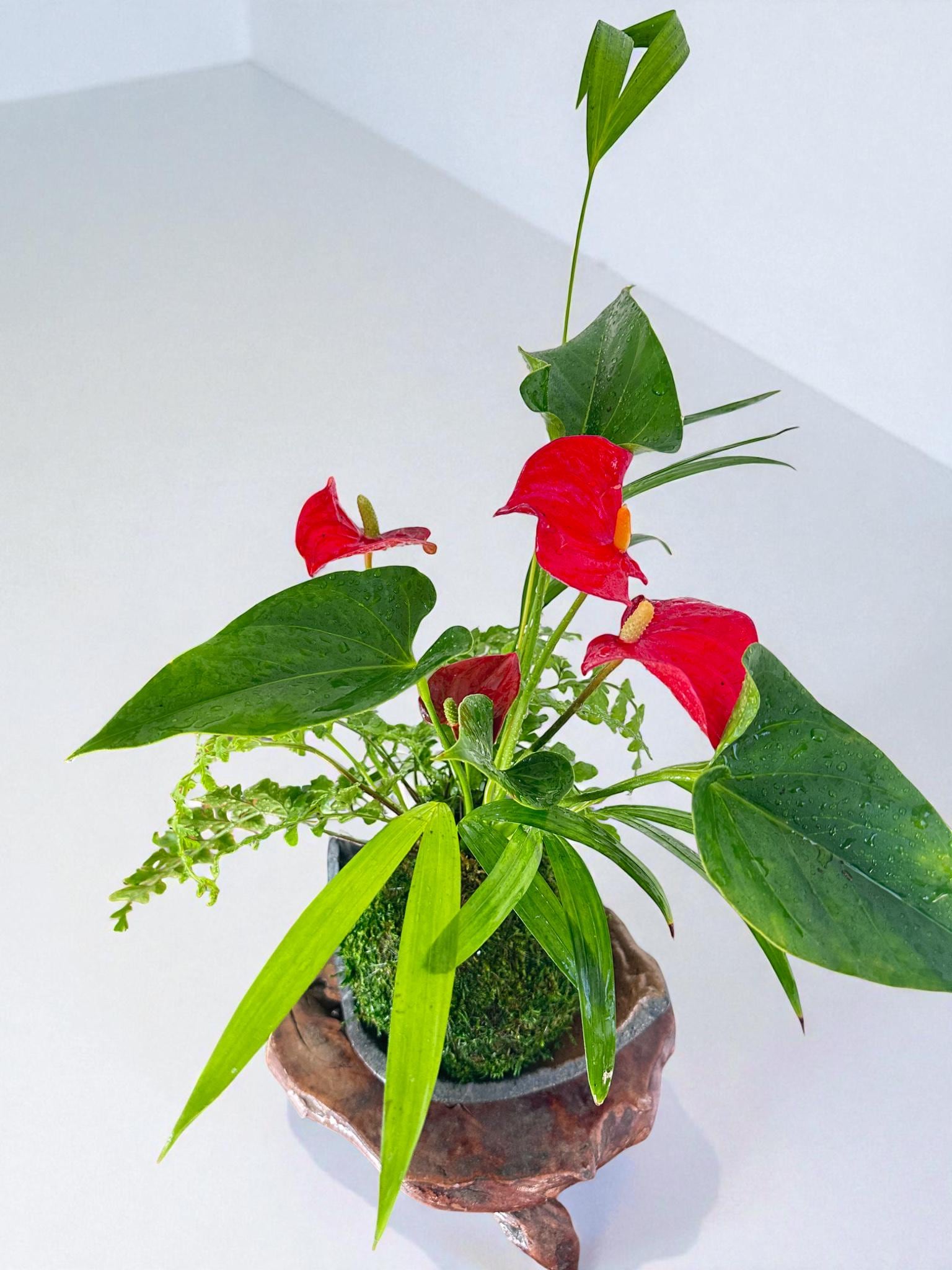 Arranged Anthurium Ikebana Style With Maya Palm or Parlor Palm and