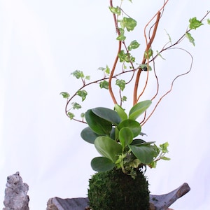 Puede incluir: Un kokedama, un estilo japon&eacute;s de bons&aacute;i, con musgo verde y plantas en un plato de cer&aacute;mica sobre un soporte de madera. El kokedama est&aacute; rodeado de peque&ntilde;as piedras blancas.