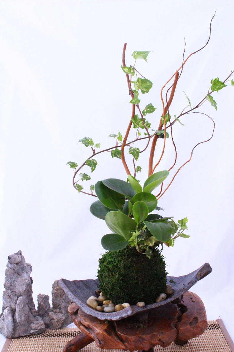 Puede incluir: Un kokedama, un estilo japon&eacute;s de bons&aacute;i, con musgo verde y plantas en un plato de cer&aacute;mica sobre un soporte de madera. El kokedama est&aacute; rodeado de peque&ntilde;as piedras blancas.