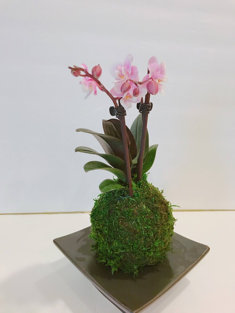 Kokedama Pink Great gift idea for Mother/'s day! Moss ball with beautiful mini orchid