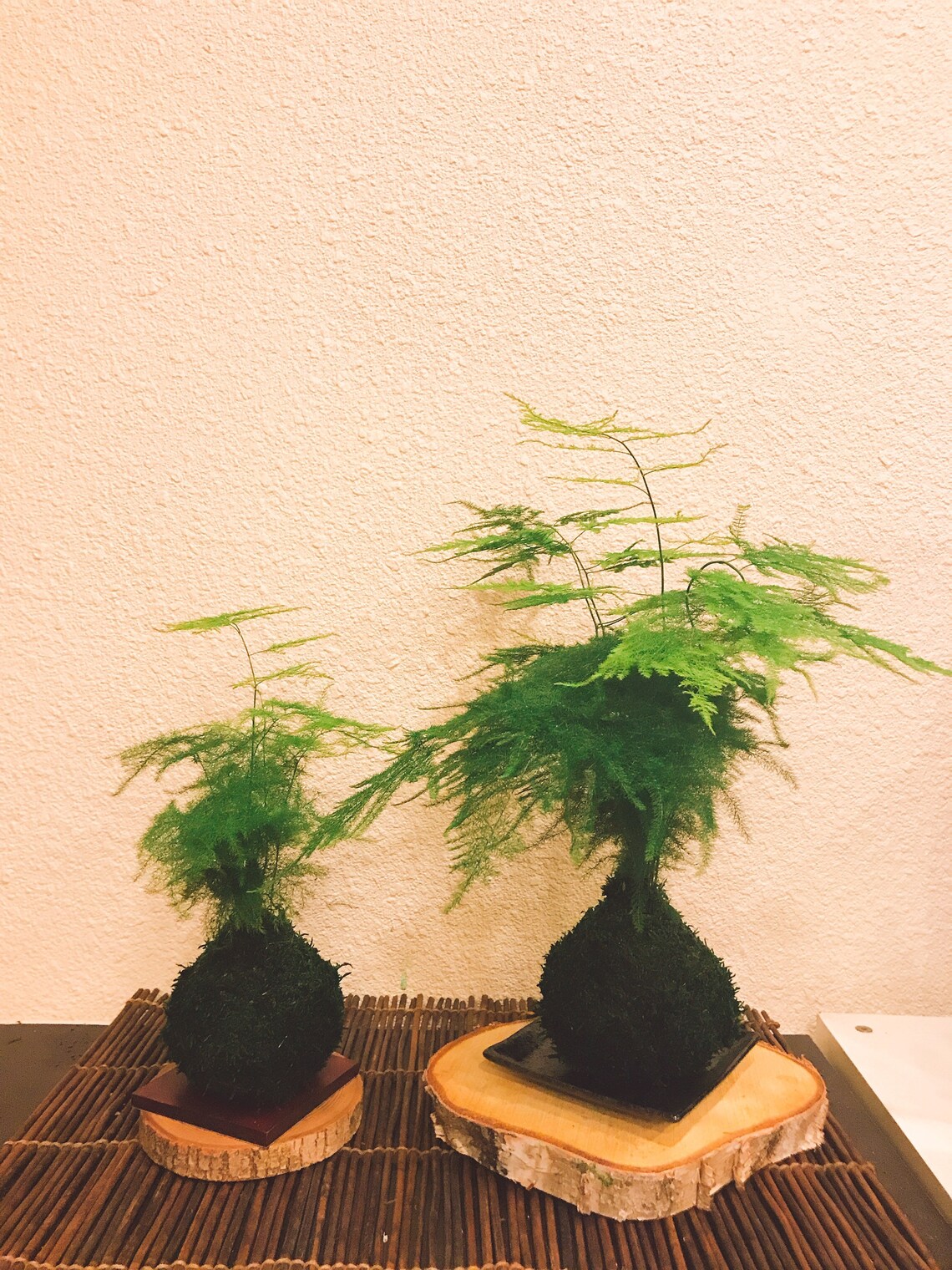 Medium Size Asparagus Fern Kokedama Bonsai Moss Ball Etsy
