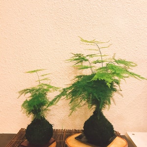 Small Asparagus fern Kokedama Bonsai Moss ball. Attractive herbaceous, lace-like foliage perennial plant. image 7