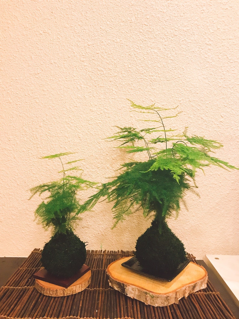 Small Asparagus fern Kokedama Bonsai Moss ball. Attractive herbaceous, lace-like foliage perennial plant. image 7