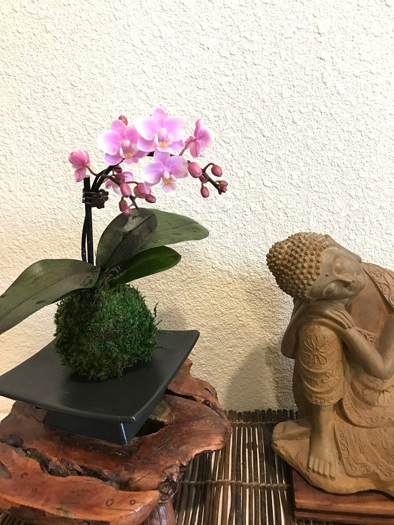 Kokedama Pink Great gift idea for Mother/'s day! Moss ball with beautiful mini orchid