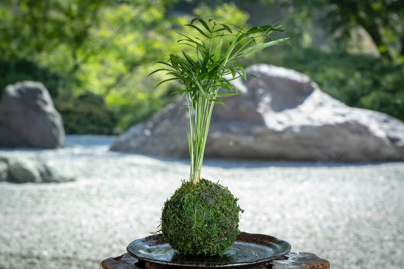 Kodama Parlor Palm Kokedama - Thumbnail 3