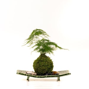 Pu&ograve; includere: Una pianta Kokedama, una palla di muschio giapponese, con una rigogliosa pianta verde simile a una felce. La palla di muschio poggia su un piatto rettangolare in ceramica verde con piccole pietre. Una pianta decorativa unica.